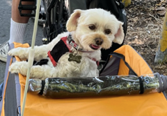 Buster the dog